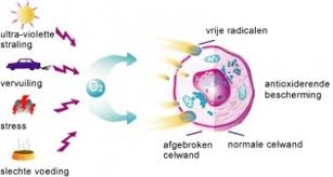 Antioxidanten bescherming tegen vrije radicalen