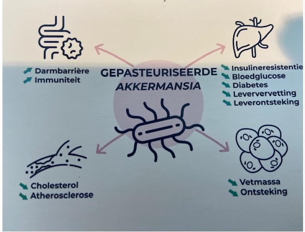 Akkermansia de natuurlijke vetverbrander