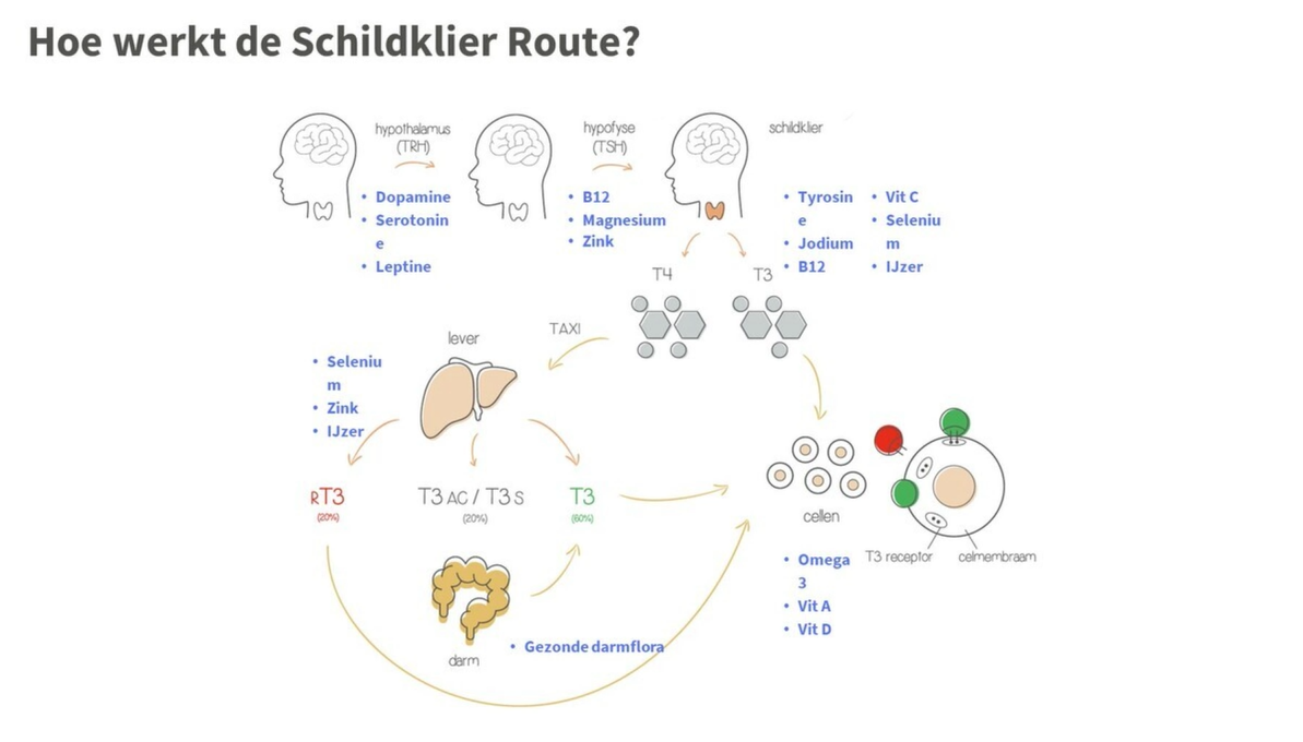 De schildklier